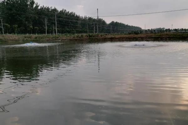 魚(yú)塘ph值太高了會(huì )有哪些影響