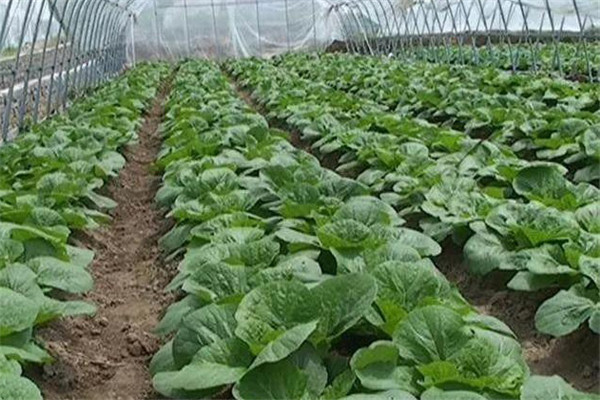 綠色蔬菜需要符合的五個(gè)標準