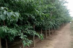 流蘇樹(shù)是什么樹(shù)、幾年開(kāi)花 流蘇樹(shù)的寓意和象征