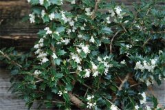 刺桂幾月份開(kāi)花 刺桂的生態(tài)習性簡(jiǎn)介