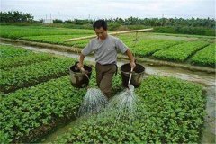 施用沖施肥的優(yōu)點(diǎn)，怎樣沖施肥料不浪費？