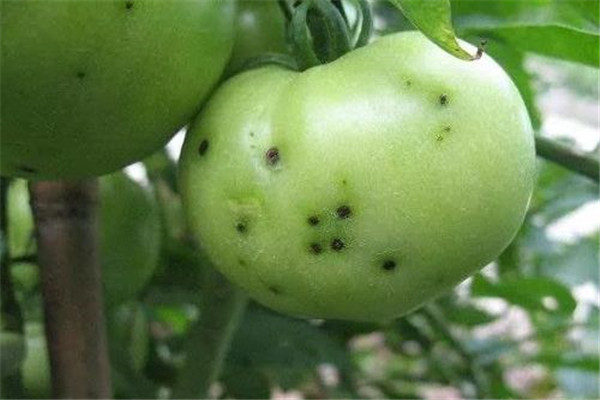 番茄細菌性斑點(diǎn)病癥狀