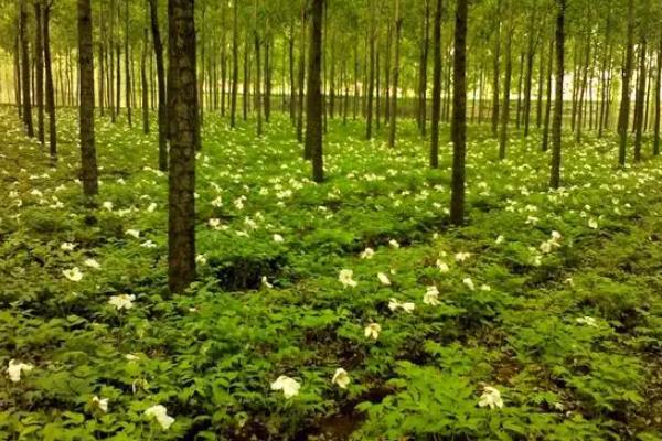 樹(shù)蔭下面可以種什么糧食