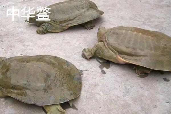 山瑞和甲魚(yú)有什么區別