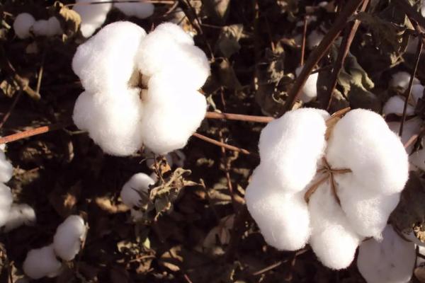 棉花的生長(cháng)過(guò)程