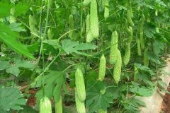 苦瓜生長(cháng)的溫度是多少，種苦瓜怎樣打尖？