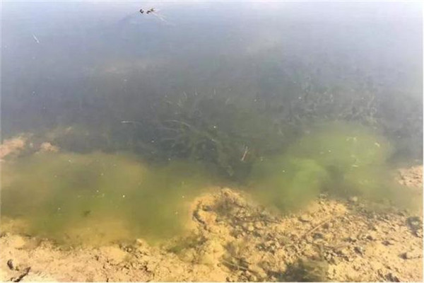 青苔的傳統清除法