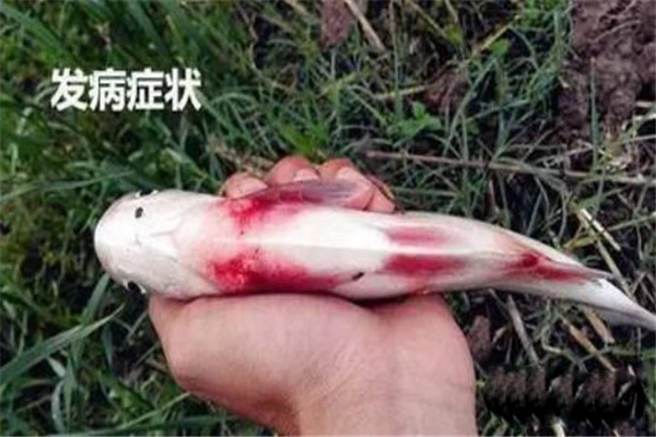 草魚(yú)出血病怎么治療