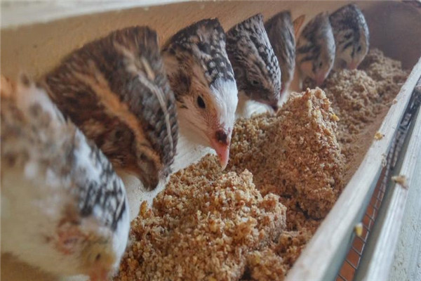 飼養管理育成期鵪鶉的方法