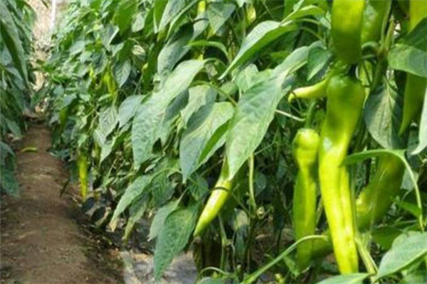 辣椒后期要及時(shí)進(jìn)行植株調整