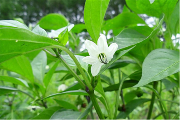 加強防治病蟲(chóng)害