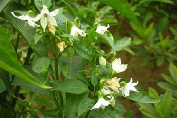 辣椒瘋長(cháng)、落花不坐果是什么原因