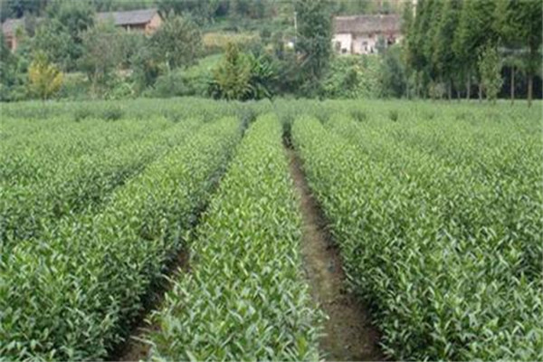 茶樹(shù)管理中的幾個(gè)注意事項
