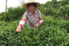 茶葉采摘方法 茶葉合理采摘的要求有哪些？