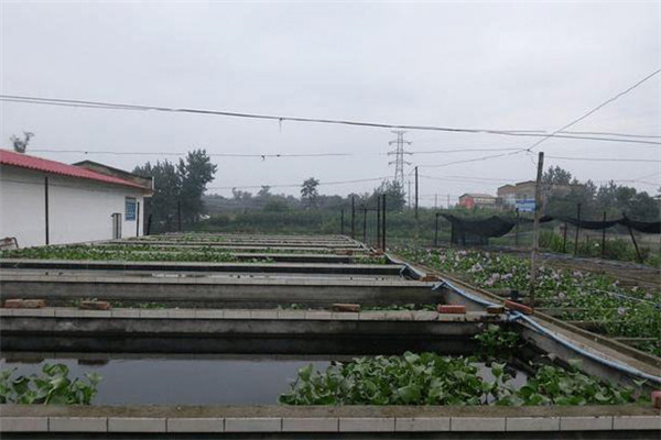 如何建造泥鰍養殖池？