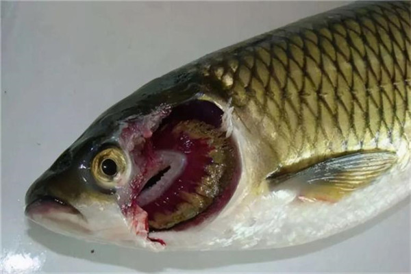 魚(yú)細菌性爛鰓病的防治方法