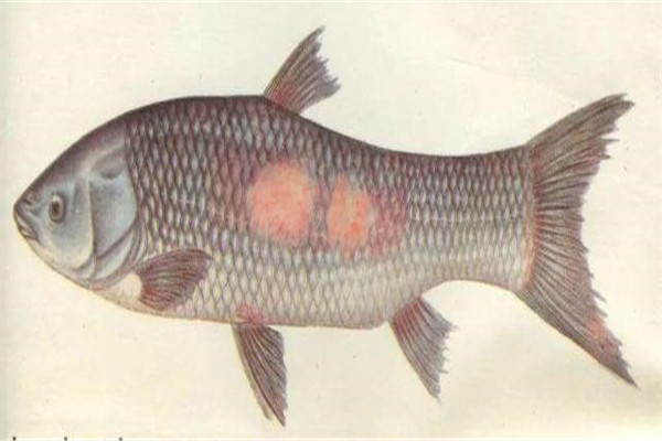 魚(yú)類(lèi)赤皮病如何預防