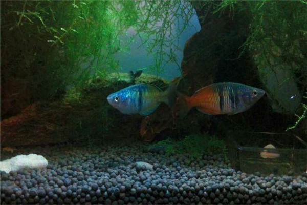 澳洲彩虹魚(yú)如何養殖