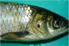 養魚(yú)怎樣防治細菌性爛鰓??？