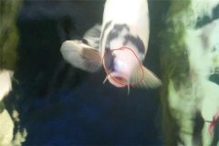 魚(yú)池如何防治白頭白嘴??？怎樣預防？