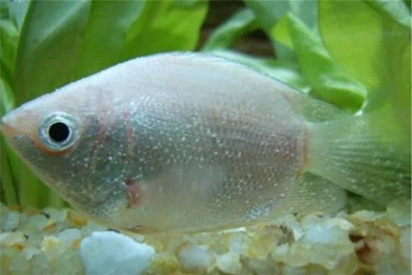 魚(yú)白頭白嘴病如何預防