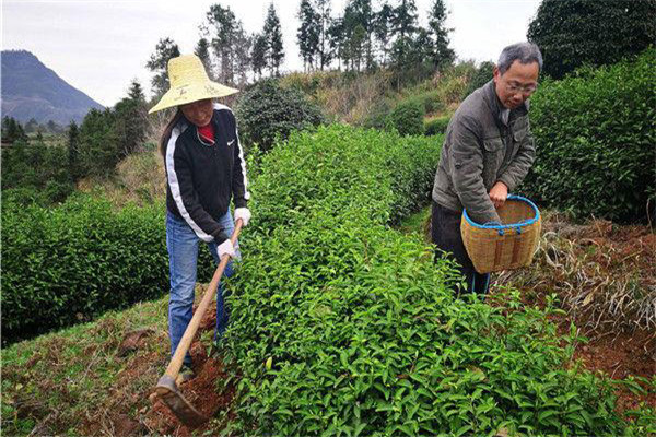 幼齡茶樹(shù)的除草、松土