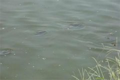 如何預測和觀(guān)察魚(yú)類(lèi)的浮頭