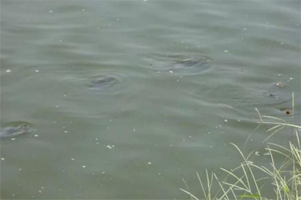 如何預測和觀(guān)察魚(yú)類(lèi)的浮頭