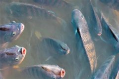 體表魚(yú)病如何預防 藥物預防體表魚(yú)病的注意事項