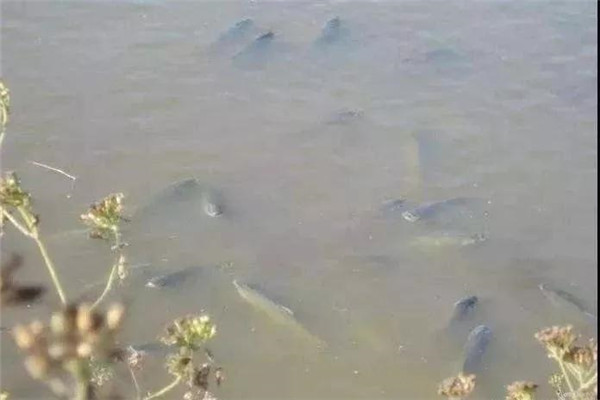 預防體表魚(yú)病的注意事項