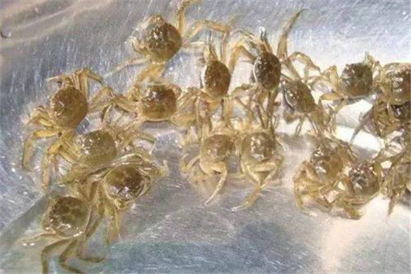 影響幼蟹生長(cháng)的因素有哪些