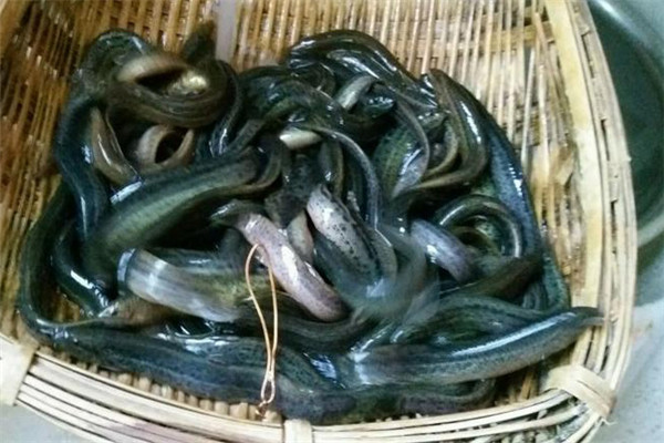 泥鰍的庭院養殖技術(shù)