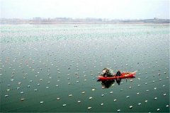 珍珠養殖需要什么樣的水域條件