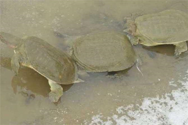 甲魚(yú)的經(jīng)濟價(jià)值