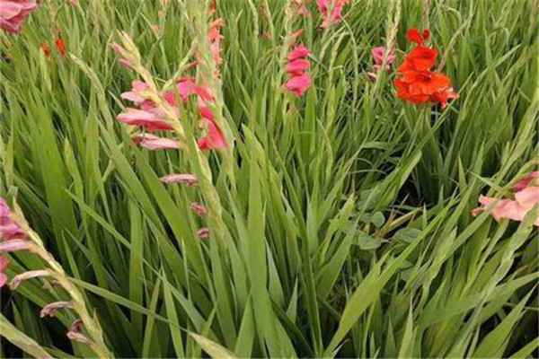 怎樣對唐菖蒲進(jìn)行花期調控