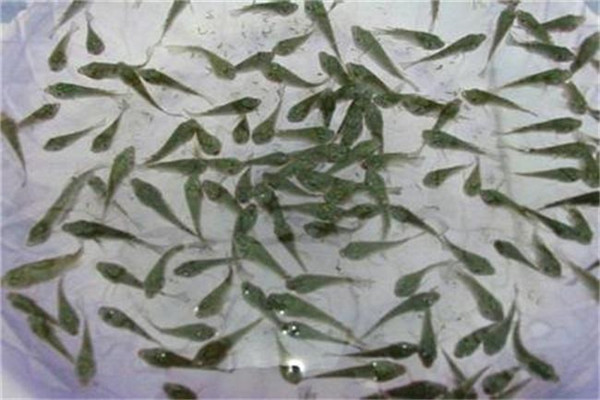 魚(yú)苗的放養方法