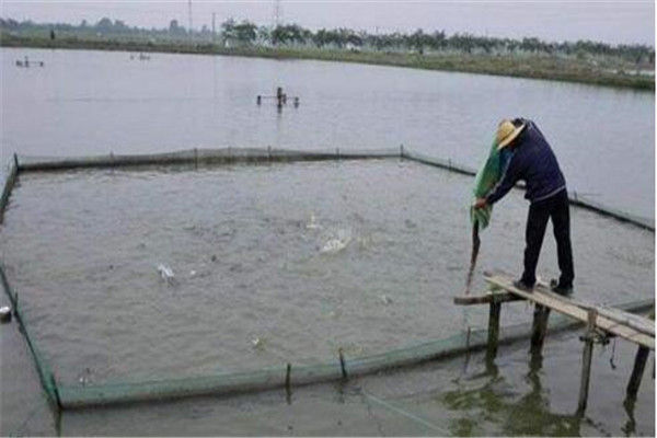 魚(yú)苗放養時(shí)注意事項