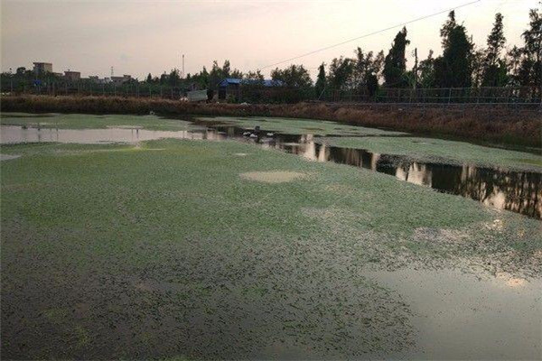 蓮田生態(tài)養殖羅氏沼蝦的方法與步驟
