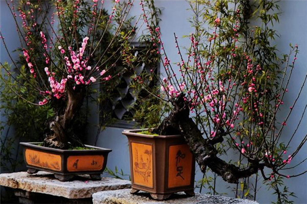 梅花的栽培和養護要點(diǎn)