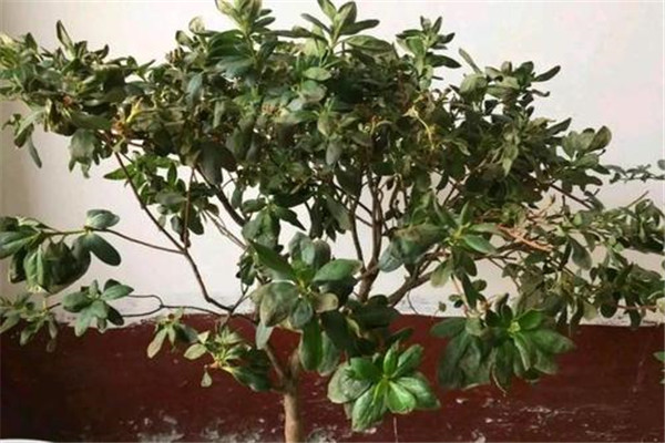 如何防治盆栽花卉出現爛根現象