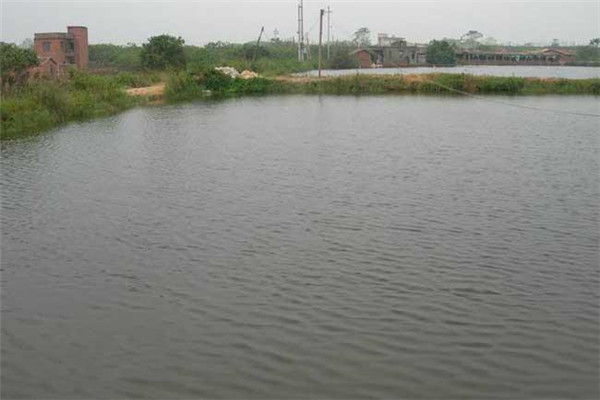 高溫季節如何給魚(yú)池注水