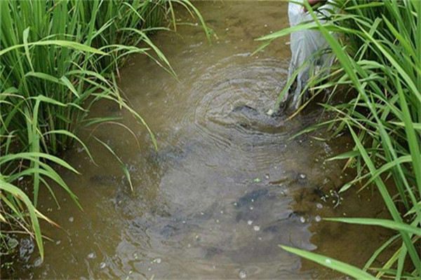 羅非魚(yú)的稻田放養方法與步驟
