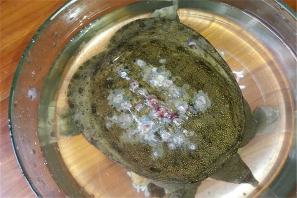 甲魚(yú)白斑病的癥狀識別