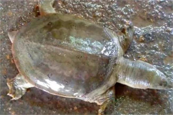 甲魚(yú)白斑病的預防方法