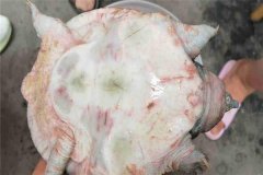 怎樣防治甲魚(yú)腐皮病，其癥狀表現如何？
