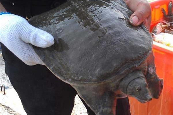 甲魚(yú)腐皮病的預防方法