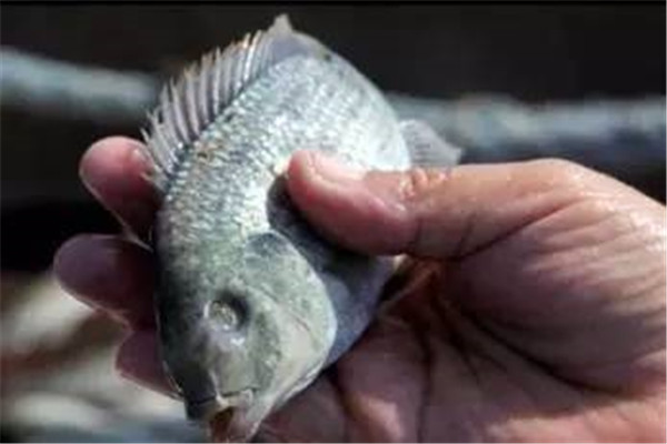 羅非魚(yú)潰爛病的預防方法