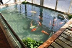 魚(yú)池養錦鯉要注意什么？