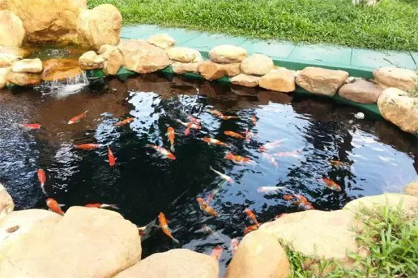 魚(yú)池養錦鯉其他要注意的問(wèn)題