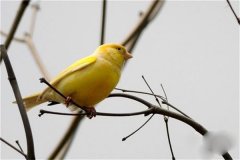 金絲雀的種類(lèi)有哪些?